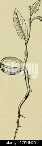 . Nuova agricoltura elementare per le scuole rurali e classificate; un libro di testo elementare che tratta le piante, gli insetti, gli uccelli, il tempo, e gli animali della fattoria. Pianta che dipende il successo nella vita principalmente dalla sua bigness. I suoi schemi per spingere in su così alto nel mondo di sole che le erbacce e le altre piante cannotguard esso. A questo fine ha mustgenerally i mezzi ofgetting un inizio rapido in therace; di conseguenza, molti tresproducen noci o acorni, che sono semi con un rifornimento particolarmente grande e ricco di food.so quando il seme germinates, il tiro spinge molto rapidlyand presto ov Foto Stock