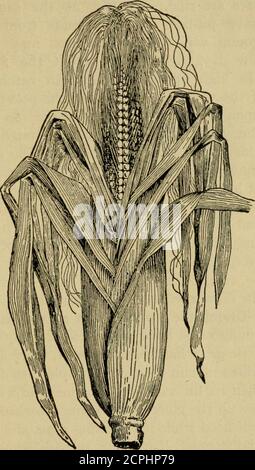 . Nuova agricoltura elementare per scuole rurali e di livello; un libro di testo elementare che tratta le piante, gli insetti, gli uccelli, il tempo e gli animali della fattoria . Staminate fiore di CHE COSA È UNA PIANTA E CHE COSA STA FACENDO? piedi doccia di polline. E il nocciolo di mais è un pistilche è di maturare in un singleseed; ogni ker-nel ha un tubo longsnello, thesilk, reachingout per ottenere thegrains di polline, un nocciolo di gelsomeach di seta dell'orecchio. Nowwe vede whythe timens areput al verytop della piantumea di closeto l'ovaio, asthey sono nella mela - fioritura;poiché i corn-blossoms haveneo il Foto Stock
