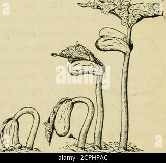 . Nuova agricoltura elementare per le scuole rurali e classificate; un libro di testo elementare che tratta le piante, gli insetti, gli uccelli, il tempo e gli animali della fattoria. Il germe - può essere diviso in metà. Queste sono le prime due foglie della giovane pianta di fagioli unite insieme alla base da un gambo molto corto. Tra themyou troverete un'altra foglia piccola o due che spingeranno anche il loro senso in su nell'aria quando il fagiolo è piantato. Ora, la prima coppia di foglie, cioè le metà del fagiolo, sono così spesse e bianche perché theyare pieno di cibo immagazzinato in loro dalla pianta genitore allo scopo di alimentare il Foto Stock