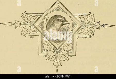 . Il libro degli uccelli di Cassell . (Sula): – il Gamut comune – l'uccello della Frigata 219-227 i cormorani (ffalu-i). I darters, o Snake-necks {Plotus) :-l'Anhinga- le Vaillants Snake Bird--il cormorano comune ............. 227-235 i Pellicani [PE/ecani] : - il Pelicano Bianco - il Grande Tutfted o il Pelican Dalmazia 235-239 I SUBACQUEI (untuatores). I Greci (Podidpiti) : - il Grebe crestato - il piccolo Grebe. The Divers (Colymbi) : - The GreatNorthern Diver - The Black-Throated Diver - The Red-Throated Diver. I Loons (Uriai) : la Colomba di terra verde, o Guillemot nero. The True Guillemots (una) : The Common OR Foto Stock