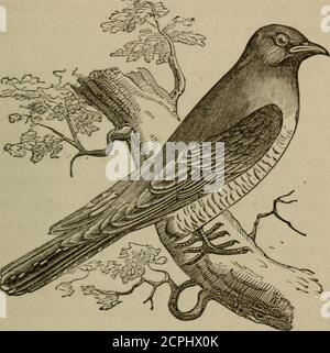 . Ragazzi e uccelli; o, missione di Miss Truat . , dovrebbe essere risparmiata sia per la sua bellezza e la sua utilità come uno degli amici dell'uomo. Ma dobbiamo dire addio ai picchetti, e prestare una certa attenzione ad un'altra classe di questo ordine di uccelli, il grazioso cucù. Qui è onecalled il cucù nero-fatturato. (Fig. 17.) Noterete, mentre si siede sull'arto, che i thetoes sono modellati come quelli dei picchietti, thoughthey non sono così lunghi, né li usa in thesame modo per arrampicarsi, come si siede solitamente appollaiato, come la maggior parte degli uccelli. Il disegno di legge e l'intero make-up del cucù, tranne Foto Stock