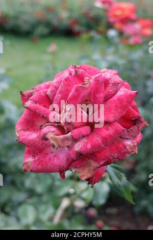 Muffa grigia (Botrytis cinerea) sui petali, rosa "Nina Weibull" Foto Stock