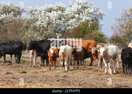 Greatstone, Kent, Regno Unito. 19 set 2020. Regno Unito Meteo: Una mandria di bestiame con il vitello mangia in un campo nel glorioso sole del pomeriggio. Photo Credit: Paul Lawrenson/Alamy Live News Foto Stock