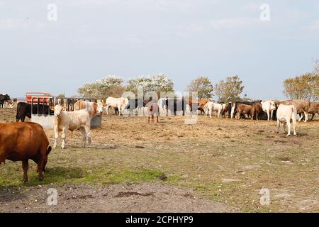 Greatstone, Kent, Regno Unito. 19 set 2020. Regno Unito Meteo: Una mandria di bestiame con il vitello mangia in un campo nel glorioso sole del pomeriggio. Photo Credit: Paul Lawrenson/Alamy Live News Foto Stock