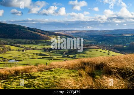 Vista pittoresca a lunga distanza a Wharfedale (fienili isolati, prati verdi ondulati, valle soleggiata, pareti, cielo blu) - Yorkshire Dales, Inghilterra, Regno Unito. Foto Stock