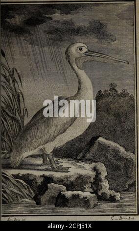 . Histoire naturelle des oiseaux . ^o77t.xn. :pz.I.pcl&lt;7-^34;. d&gt;,..SCU, J.E PKJ.TCA^s^ du Pélican. 5J FARIÉTÉS DU PELICAN. JNous AVONS OBSERVÉ daiis plu-fieurs articles de cetteHiftoireNaturelle,quen générai les efpèces des grandsoifeaux, comme^ celles des grands qua-drupèdes exiftent feules ^ ifolées & pref-que fans variétés que de mêmes Plus elles p.vrouque de être & far - toutdans celles àts petits oifeaux •, il y a unemultitude de races, plus ou moins pro-ches parentes , auxquelles on donne im-propr Foto Stock