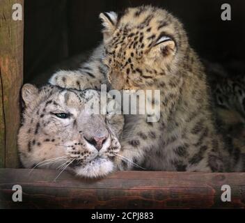 Snow leopard o oncia Panthera uncia femmina con i cubetti a. nove settimane Foto Stock