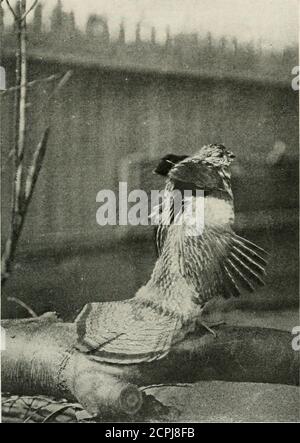 . Uccello-lore . TORCIA DI THK 1 h.MALE HORNED LARK, i AKEN al lo P..M. STA COVANDO INO VOUXC, IL BLACKBIRD ROSSO ALATO vicino al ghiaccio, gorgogliante molle dal salice albero, Boisterously il ricattolo canta,- Oak-a-lee! Scarlatto-spalla, lampeggiante outCarefeless-hearted, libero. Improvvisamente si ferma a gridare ^hir-go-leel quando tlic marea di primavera ujj-calci, impotente nel suo glee, inarticulate cresce, Guruie-ee! Donald Babcock. DRUMMING RUFFED Grol s|fotografato dalla vita di C. F. Hodge [questa fotografia, del Professor Hodge, di un uccello da lui sollevato dall'uovo, è di interesse per la com-parare con il Sig. Sawy Foto Stock