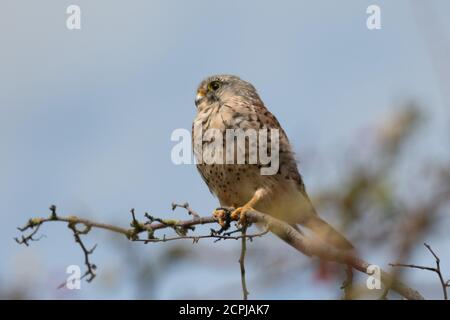 Kestrel dagli occhi brillanti su un ramo Foto Stock