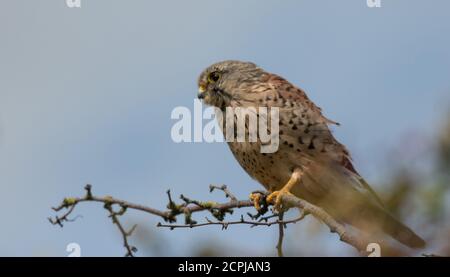 Kestrel poggiato su un ramo Foto Stock