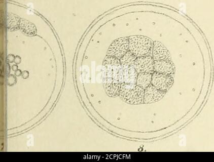 . Allgemeine Encyklopädie der gesammten Forst- und Jagdwissenschaften. Unter Mitwirkung der bedeutendsten Fachautoritäten . Foto Stock