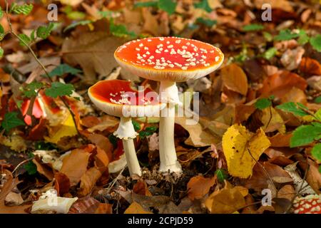 Toadstool (Amanita muscaria), sgabello rosso, funghi velenosi. Foto Stock