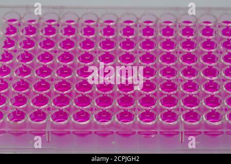 Lo scienziato tiene una piastra a 96 pozzetti con campioni per la biologia Analisi / ricercatore pipettaggio di campioni di liquidi in micropiastra per ricerca biomedica Foto Stock