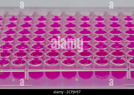 Lo scienziato tiene una piastra a 96 pozzetti con campioni per la biologia Analisi / ricercatore pipettaggio di campioni di liquidi in micropiastra per ricerca biomedica Foto Stock