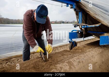 I lavoratori stagionali polacchi lavorano durante la raccolta degli asparagi su un campo di asparagi dello Spargelhof Schulte-Scherlebeck, Herten, Ruhr, Nord Foto Stock