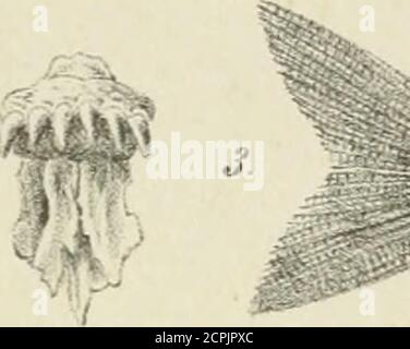 . Allgemeine Encyklopädie der gesammten Forst- und Jagdwissenschaften. Unter Mitwirkung der bedeutendsten Fachautoritäten . Foto Stock