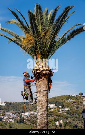 Il lavoratore prugne una palma nel villaggio di montagna bianca di Frigiliana, Frigiliana, Provincia di Malaga, Andalusia, Spagna Foto Stock