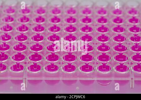 Lo scienziato tiene una piastra a 96 pozzetti con campioni per la biologia Analisi / ricercatore pipettaggio di campioni di liquidi in micropiastra per ricerca biomedica Foto Stock