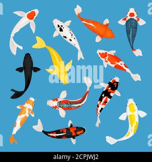 Koi pesce. Koi carpa pesci illustrazione vettoriale, rosso e giallo nuoto orientale goldfish set isolato su sfondo blu Illustrazione Vettoriale