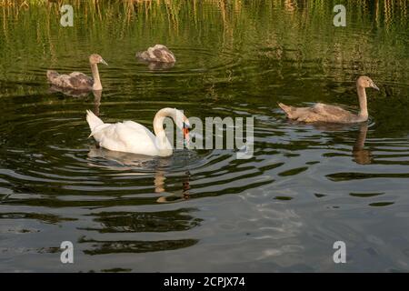 Il cigno bianco nuota con anatroccoli grigi in un laghetto Foto Stock