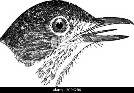 . Uccelli del Michigan . Gnalcatcher grigio-blu, dimensioni naturali. 325-751-(36). Polioptlla cserulea (Linn.). * Gnatcatcher grigio-blu. Molto comune; in tutto il Michigan meridionale; aprile a settembre; molto comune atAnn Arbor (Dr. J. B. Steere); lo troviamo comune in questo luogo; S. E. White riferisce itrare all'isola di Mackinac e dice che è trovato nella penisola settentrionale; razze; alberi di nestsin in maggio; nido elegante, foderato dolcemente e coperto all'esterno con licheni; oftensecs materiale per nido da nidi di altri uccelli; Uova quattro a sette, bianche, speckedwith marrone; abitudini molto simili a quelle di Creepers e Nuthatche Foto Stock