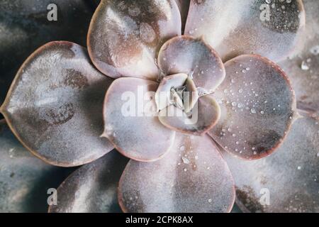 Primo piano di una pianta succulenta / pianta domestica a foglia spessa Foto Stock