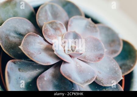 Primo piano di una pianta succulenta / foglia spessa, pianta domestica, decorazione Foto Stock