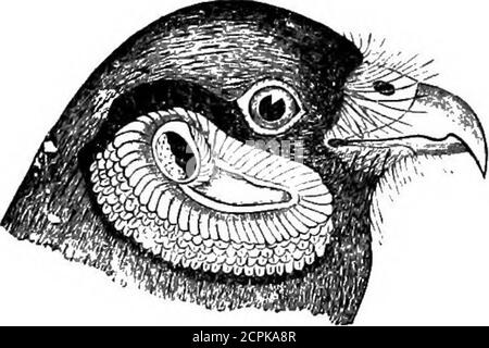 . Uccelli del Michigan . n fortuito straggler, come l'uccello è un grande vanderatore; riportato nella nostra fauna dal D.D. Hughes ritardato; Una coppia ha sparato in Monroe Co., giugno 19,1882 (vedere Bollettino di Nuttall Ornithological Club, Vol. VIII, ottobre 1882, pag. 250). Il sig. Collins ritardato ha assicurato un esemplare vicino alla sua casa in Detroit. Genere ELANUS Savig. 142-328-(492). Elaiius leueurns Vieill. *White-tailed Kite; Black-shoulderedKite.Very Rare; Dr. H. A. Atkins riferisce di prenderlo a Locke, Ingham Co.; MR. S. E.White mi scrive che ha preso uno in Kent Co., 10 aprile 1888, e ha il campione; MR. A. B. rapporti covert Foto Stock