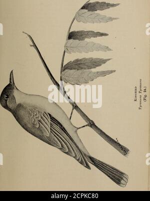 . Gli uccelli di Ontario in relazione all'agricoltura. Caso i Kingbirds dovrebbero essere visti frequentare la vicinanza di hivesit sarebbe bene guardare attentamente prima di sparare gli uccelli, come areotoo prezioso per essere wantonly distrutti, e in tutti i casi un'esaminazionedel contenuto di stomaco dovrebbe essere fatto, e le informazioni devono essere segnalate. Da quando ho scritto quanto sopra ho ricevuto un certo numero di rapporti da fromgENTs in varie parti della provincia, che sono impegnati nell'apicoltura e che quindi hanno avuto occasione osservare da un punto di vista le abitudini di tali uccelli che potrebbero essere sospettati di Foto Stock