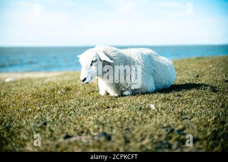 Pecore che riposano su una diga olandese vicino al mare Foto Stock