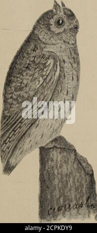 . Gli uccelli di Ontario in relazione all'agricoltura. Aumento di thi-esercito di ratti, topi, ecc., sono gli uccelli di preda. Thesebirds sono adduwed con facul-cries naturali adattati specialmente per il lavoro che fanno e lo fanno bene, l'onlyguaio è che abbiamo troppo pochi di loro.se, tuttavia, l'opinione pubblica può bebraged per sopportare su questa importantmatter prima che sia troppo tardi, e thewanton e distruzione inutile dei nostri falchi benefici e gufi si arrestano subito, l'equilibrio della natura forse ripristinato, a grande vantaggio dell'umanità. Il seguente mostra il risultato di Dr. Fishers investigazione del thefood h. Foto Stock