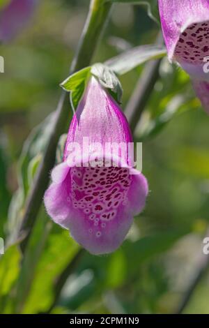 Guanto di protezione (Digitalis purpurea). Singolo, verticale, stelo, primo piano, testa di un fiore a forma di tromba. Un invito a lunghi insetti di probossi, ad esempio bum Foto Stock