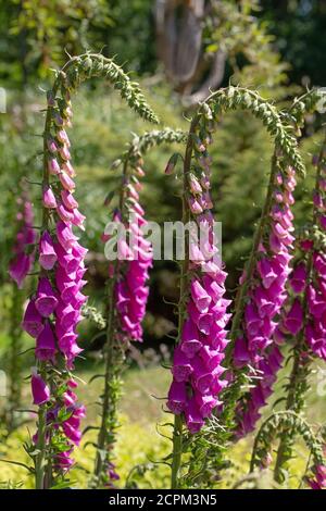 Guanto di protezione (Digitalis purpurea). Fila di montanti, steli, primo piano, teste di fiori a forma di tromba, su steli singoli. Caduta, ma erezione, parte superiore o Foto Stock