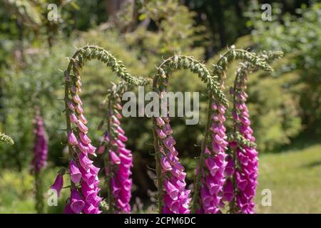 Guanto di protezione (Digitalis purpurea). Fila di montanti multipli, steli, primo piano, teste di fiori a forma di tromba, su steli singoli. Affogando, ma erettendo, up Foto Stock