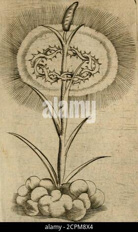 . Deuises eroiques et emblemes . 0 l. Siècle Vaincft. T A Deuife de la couronne dEfpines,■-qui fe garde auec vénération en USainte Chapelle â Paris, enfemble duRofeaudelapaflîondenoftre SauueurIefus-Chrift,eft en figne de sô règne cc-lefte & eterneljde fa vidoire fur le mon-de, & fur le prete, i diceluses, i devium nox. hardy êc vigilant,niais auflî fc gouuerna tref-Equitable-ment : viuant en iufte Capitaine : deforte que ceux de fes gens quil enten-doit s eftre defbandcz^ôc tenir les chaps,pour piller ôc mal faire, il les faifoit grie-uemcnt punir. En outre auffi pour Foto Stock