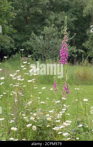 Foxglove (Digitalis purpurea), e Oxeye Daises (Leucanthemum vulgare). Un giardino privato, con la fauna selvatica e la biodiversità in mente. Aree di diff Foto Stock