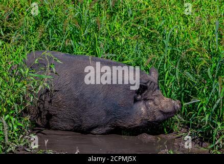 Grande grasso di maiale marrone sporco rilassarsi in un fango puddle sul prato in una fattoria. Animale domestico. Foto Stock