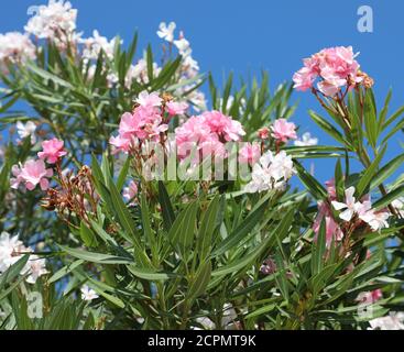 oleandro rosa piante fiori che fiorì in estate nel Zona soleggiata vicino al Mar Mediterraneo Foto Stock