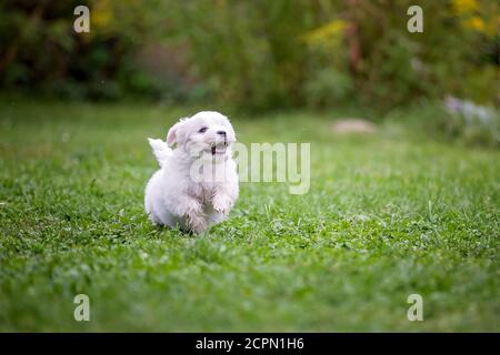 Carino cucciolo bianco, razza di cane maltese, che corre in un giardino, felice e sano Foto Stock