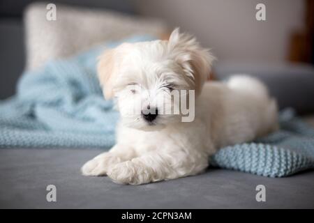 Carino cucciolo di cane maltese, seduto sul divano di casa, curiosamente guardando la macchina fotografica Foto Stock