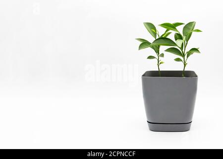 Due limoni crescono in un vaso di fiori isolato su sfondo bianco. Foto Stock