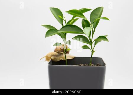 Due limoni crescono in un vaso di fiori isolato su sfondo bianco. Lumaca d'uva che si muove sul vaso di fiori. Foto Stock