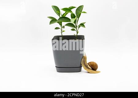 Due limoni crescono in un vaso di fiori isolato su sfondo bianco. Lumaca d'uva che si muove sul vaso di fiori. Foto Stock