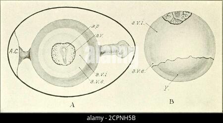. Lo sviluppo del pulcino; un'introduzione all'embriologia . ). Lo sviluppo dell'embrione (il periodo di assunzione del thesame è inchoated negli stessi hgiires. Fig. 32. – A. galline ovoarie a circa ventiseiesima ora di incubazione, per mostrare le zone dell'orientamento lilastoderni antl tlie dell'embrione con riferimento all'asse del guscio. (Dopo Duval.)B. Tuorlo d'uovo di gallina incubato circa 50 ore per mostrare l'entità della crescita eccessiva del blastoderm. (Dopo Duval.) A. C, camera d'aria, a. &gt;., Area pellucida a. v., Area vascolosa a. v. e., Area vitellina externa, a. v. L, Area vitellina interna. Y., Foto Stock