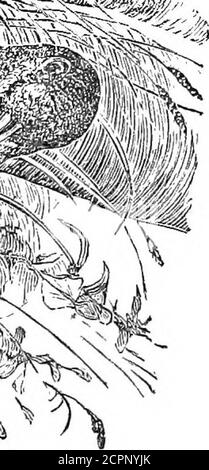 . I nostri uccelli nei loro luoghi : un trattato popolare sugli uccelli del Nord America orientale . 410 MAR WOODCOCK. Studio; mentre la sua comparsa improvvisa in grandi numeri, o itsentire sparizione tutto in una volta, dà la sua cattura l'aria ofchance. Raggiungendo la parte occidentale di New York circa il primo di aprile, questo uccello si trova alle paludi, boschi bassi, spessi, o le colline. In questa regione la nidificazione del Woodcock avviene nell'ultima parte di aprile. Il nido si trova a terra, in boschi di somelow o di thicket, al riparo da un cespuglio, o mazzo di erba, o felci, è formato, in modo del tutto indifferente, di foglie essiccate Orgra Foto Stock