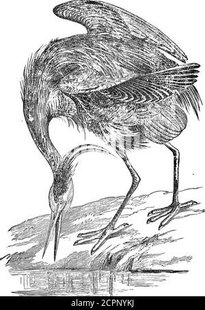 . I nostri uccelli nei loro grandini : Un trattato popolare sugli uccelli del Nord America orientale è gettato avanti e il collo esteso, mentre la testa freccola nell'acqua; il pesce infatiato che lui porta in su, impalato sui suoi lunghi, mandiboli appuntiti, sparisce giù il suo gulletious capiente con alcuni scatti della testa. Quanto è aggraziato ogni atttude e moto di questo gigantesco uccello. Eppure, quando è ucciso, come appare senza tristezza. Circa 4 piedi e diversi pollici dalla punta della fattura alla fine della coda, e un piede lungo dalla punta della fattura alle estremità delle dita dei piedi, il colore generale è un blu delicato Foto Stock