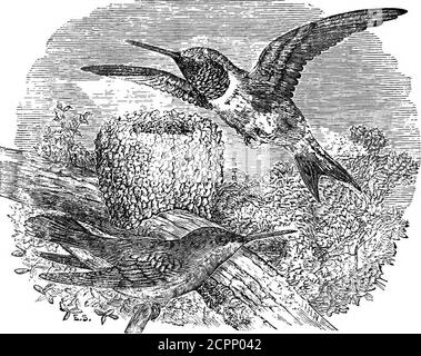 . I nostri uccelli nelle loro eunte : un trattato popolare sugli uccelli del Nord America orientale . Eberance of dark-green leaves - un colubris di Hummingbird (tra-chilus colubris) germogliano intorno alla casa e le hums in frontof i grappoli di fiori. Ci sono molti uccelli, il cui volo è così rapido che i colpi della loro alingscannot essere contati, ma qui è una specie con un'ala nerveof tale che i suoi colpi di ali non possono essere visti. Un nocisemiciclo di indistintness su ogni lato dell'uccello è allthat è percettibile. Poised nell'aria, il suo corpo vicino alla perpendicolare, sembra appendere davanti al fl Foto Stock