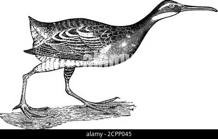 . I nostri uccelli nei loro luoghi : un trattato popolare sugli uccelli del Nord America orientale . eairk. Il nido di questa specie è elegante. Posto sopra thewater in un grande ciuffo di palude-erba^ il fondo in thewater, la parte superiore circa otto pollici sopra esso e otto o dieci pollici nel diametro esterno, il tutto è disposto ordinatamente di graminacee ben bordato in su, e graziosamente riparati e celati dalle alte cime delle erbe paludose a cui si fissavano. Le uova, dieci o undici, circa 1,62x1,20, sono roundisovate, di una crema di rosato ricca, scintilamente e molto distintamente spotted e macchiate di rossi Foto Stock