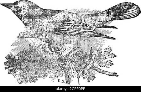 . I nostri uccelli nelle loro eunte : un trattato popolare sugli uccelli del Nord America orientale . ive come l'Infiniteand onnipresente può toccare queste innumerevoli molle ofactivity in natura animata. Con prove adeguate, il tereshould essere spazio per la fede. Si simpatizza molto naturalmente con Audubon nelle riflessioni sulle coste desolanti di Labrador. Che il Creatore avrebbe dovuto ordinare che milioni di creature tenui e minutive attraversassero spazi di paese, in apparenza mille volte più congeniali per tutti i teorici, per raggiungere questa terra povera, desolata e deserta, topeopoli per così dire Foto Stock