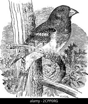 . I nostri uccelli nei loro luoghi : un trattato popolare sugli uccelli del Nord America orientale . -disegno spavento per la materia in se? Potrebbe allora non credere come wellbelieve in un'intelligenza creativa personale? Come altro shallwe spiegare questo misterioso qualcosa rivelato nella materia, che sembra sapere appena che cosa è adatto sotto tutti i circum-posizioni? Simile a quanto sopra è il Redbird estivo [Pyrangaastrvd). La lunghezza è 7.20, il tratto 11.87; l'isvermiglio maschile, più luminoso sulla testa, più scuro sulla schiena, più chiaro sotto; ali e coda bruno. La femmina è olivaceo-verde sopra jellowish inferiore, ali più scure Foto Stock